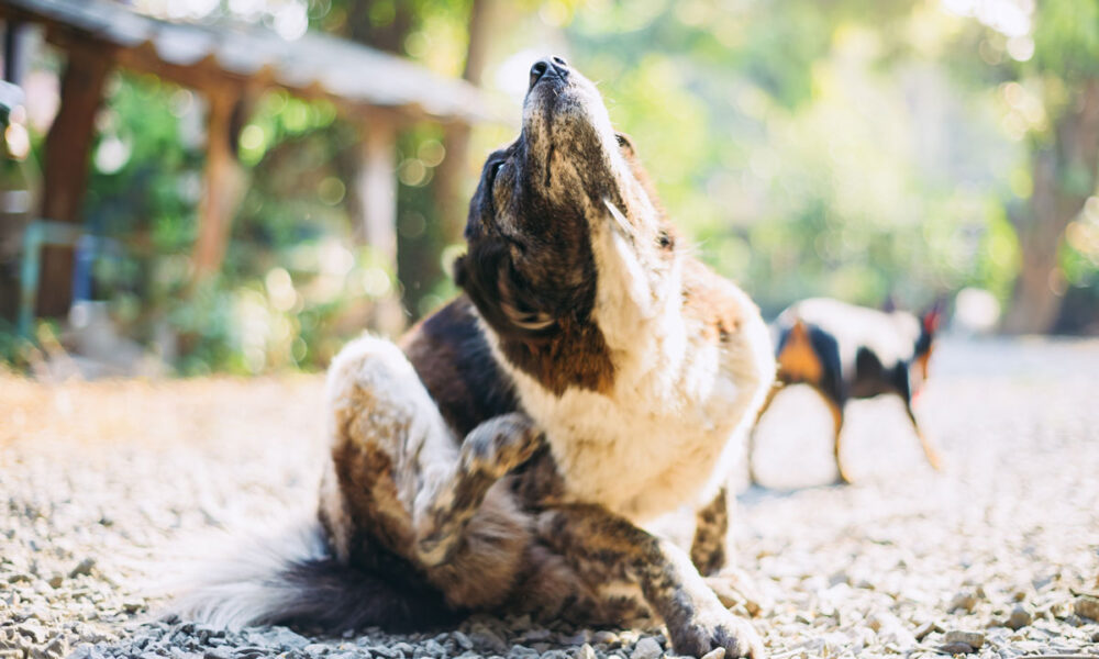 Dog scratching due to fall allergies in the Coachella Valley