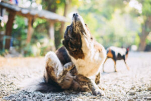 Dog scratching due to fall allergies in the Coachella Valley